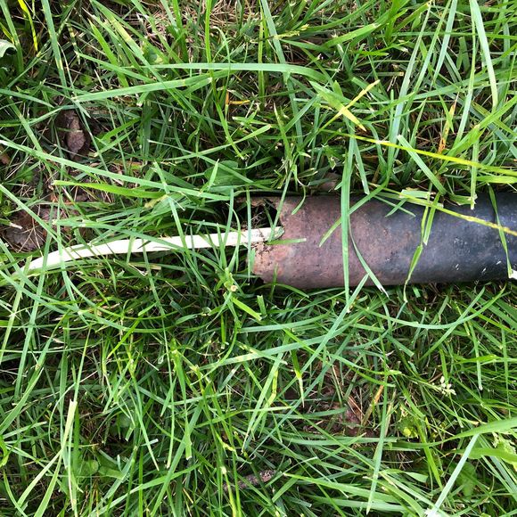 Meet your Posher, Joyce - Picture 1 of 1